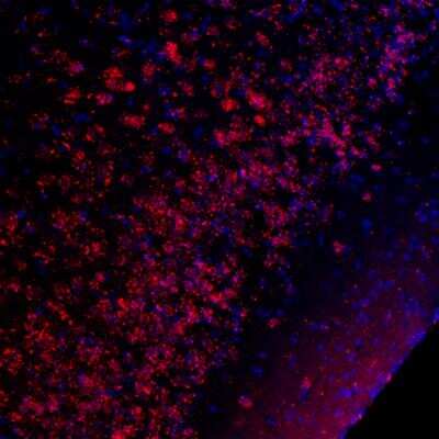 Immunohistochemistry-Frozen: CREB [p Ser133] Antibody [NB300-273]